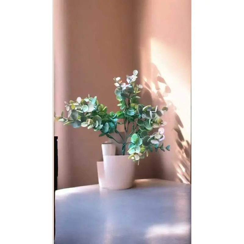 Fleurs eucaliptus