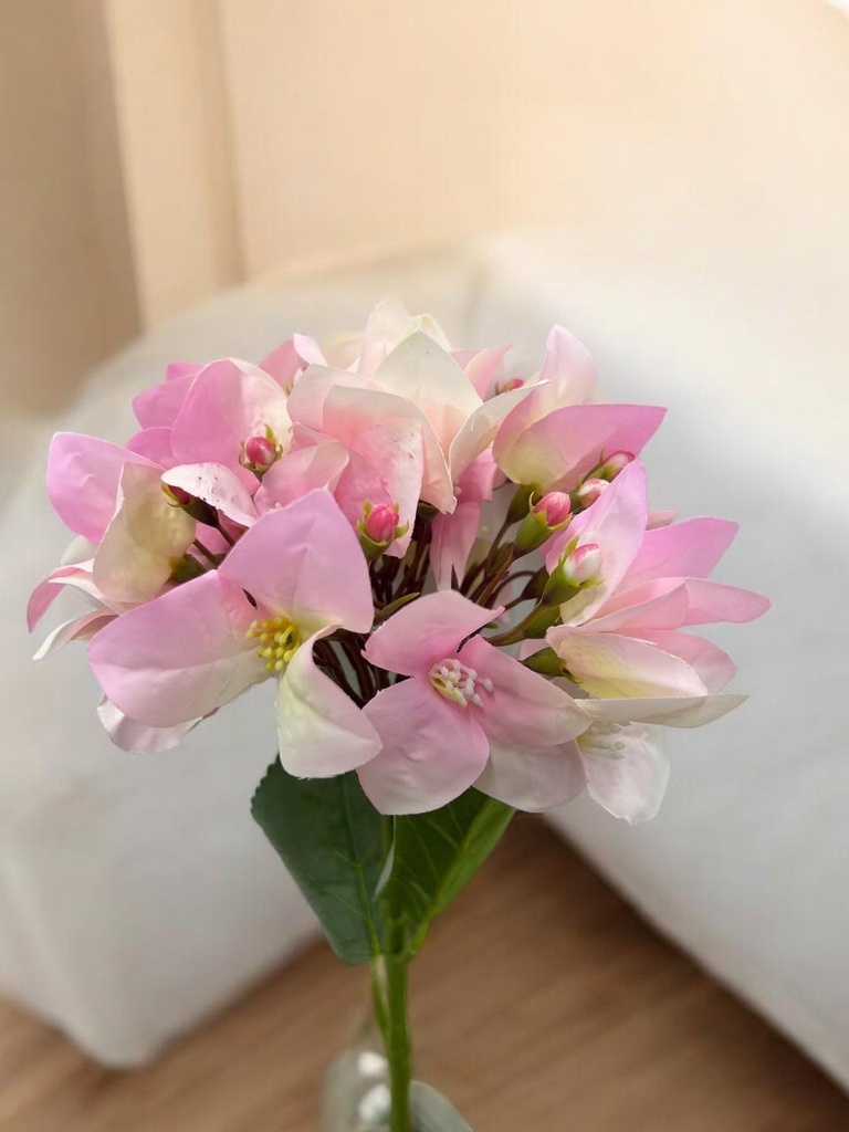 Tige bougaivillier rose