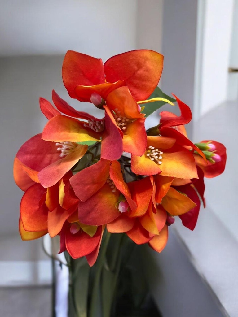 Tige bougaivillier orange