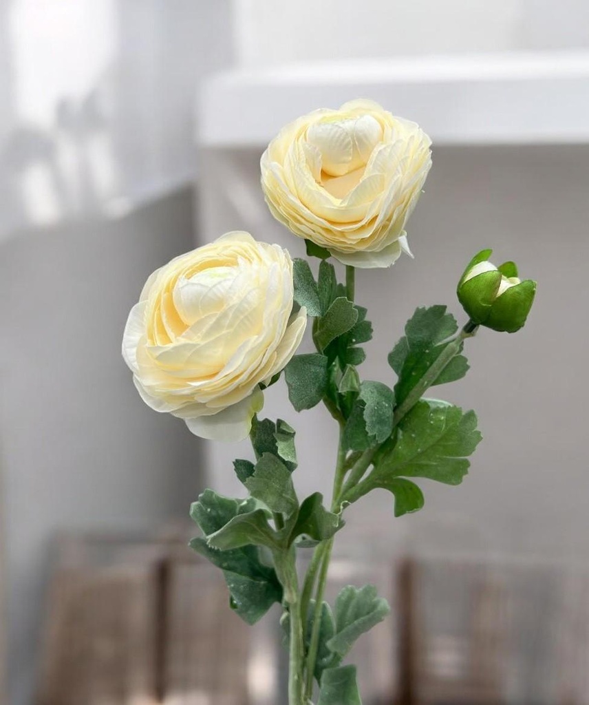 Tige renoncules blanc