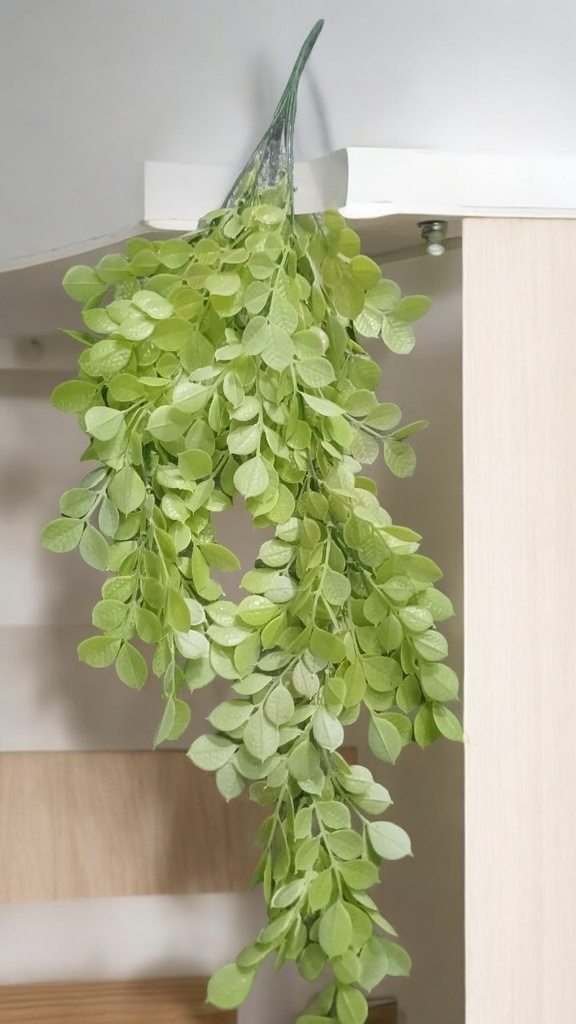 Plante pendant vert clair