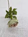 Tige de fleurs-vert