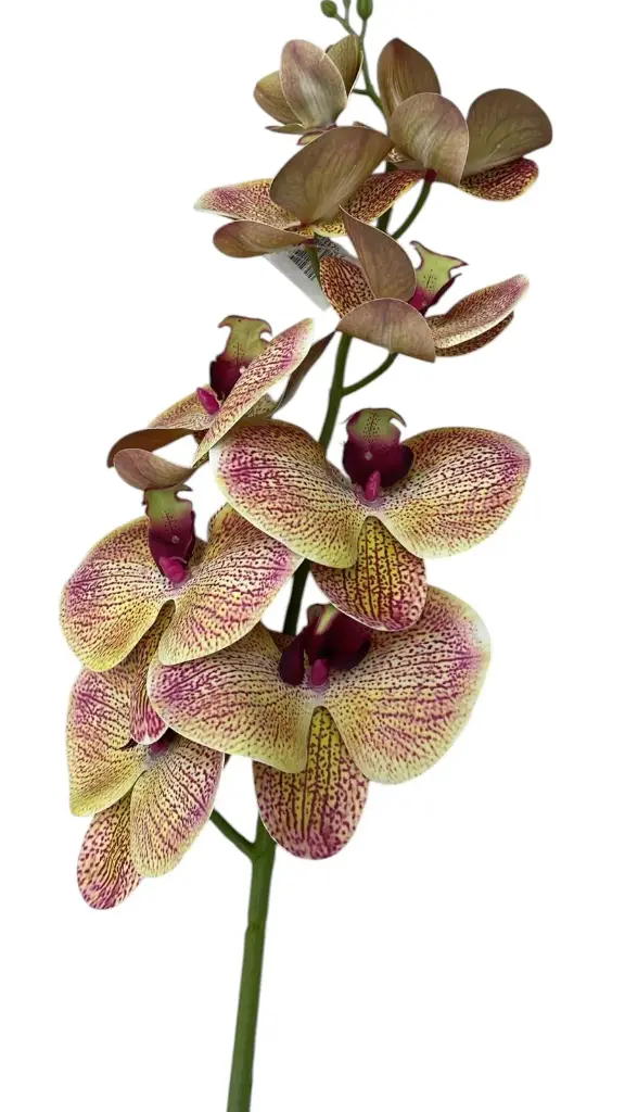 Orchidée 90cm coul bl/grenat
