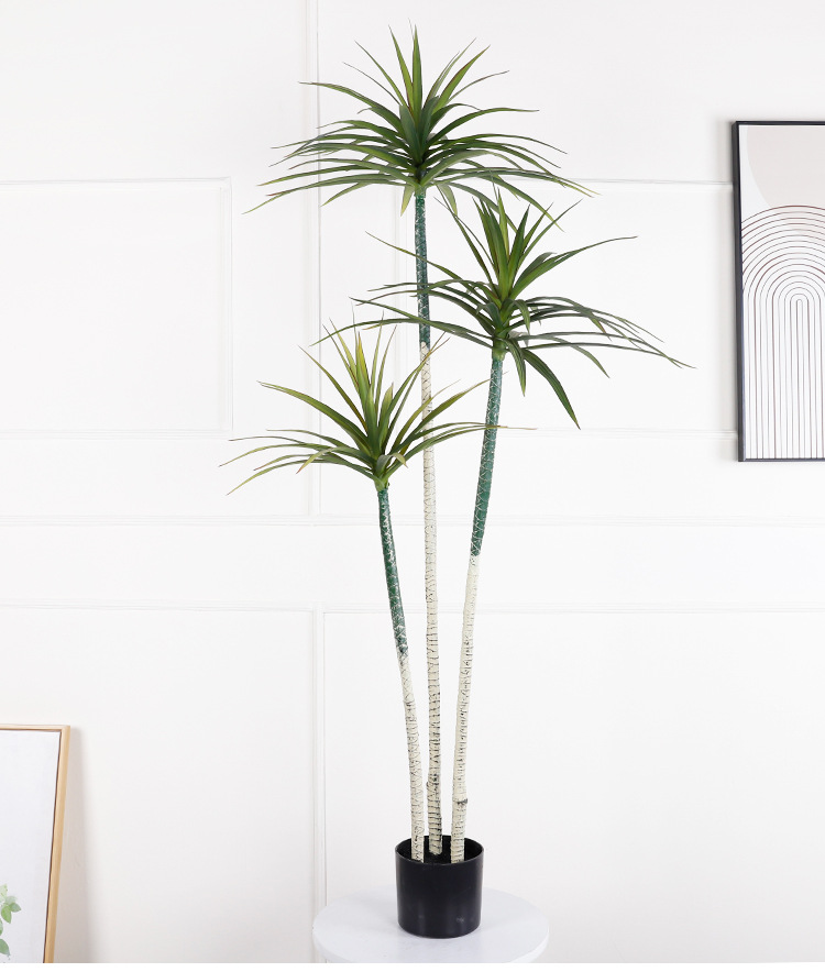 Yucca 3 troncs