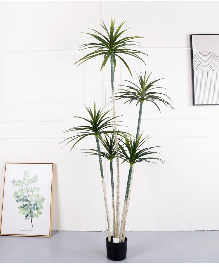Yucca 5 troncs