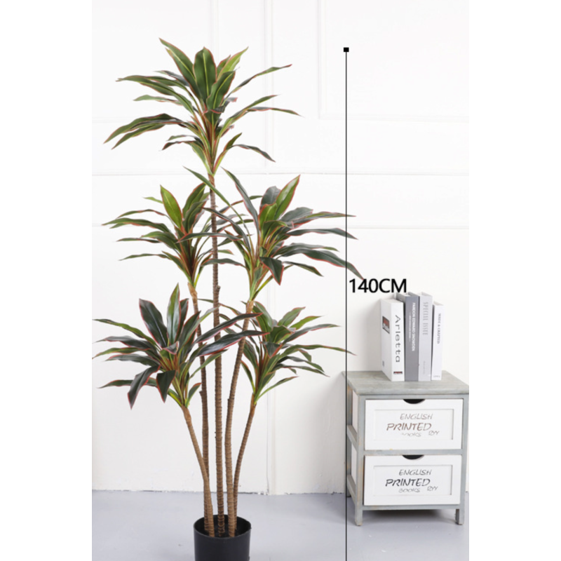 Pot noir cordyline