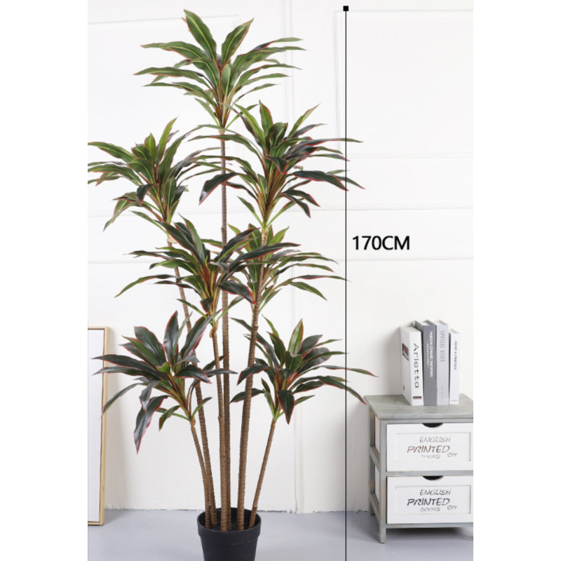 Yucca 7 troncs