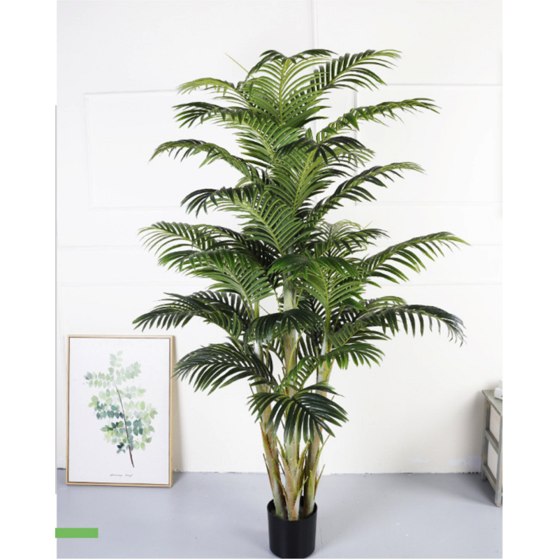 Plante palmier