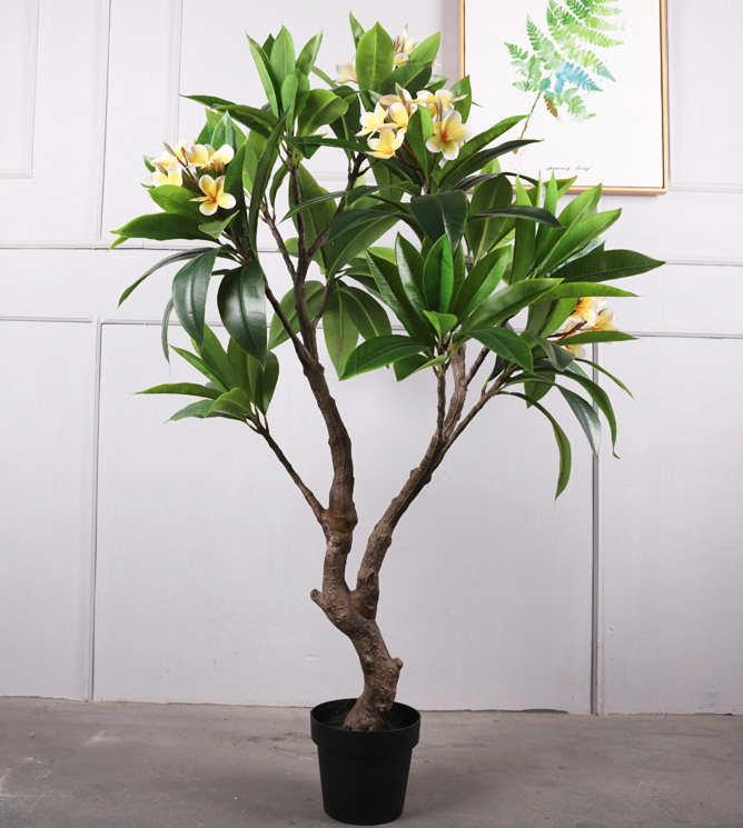 Plante en pot frangipanier qh51