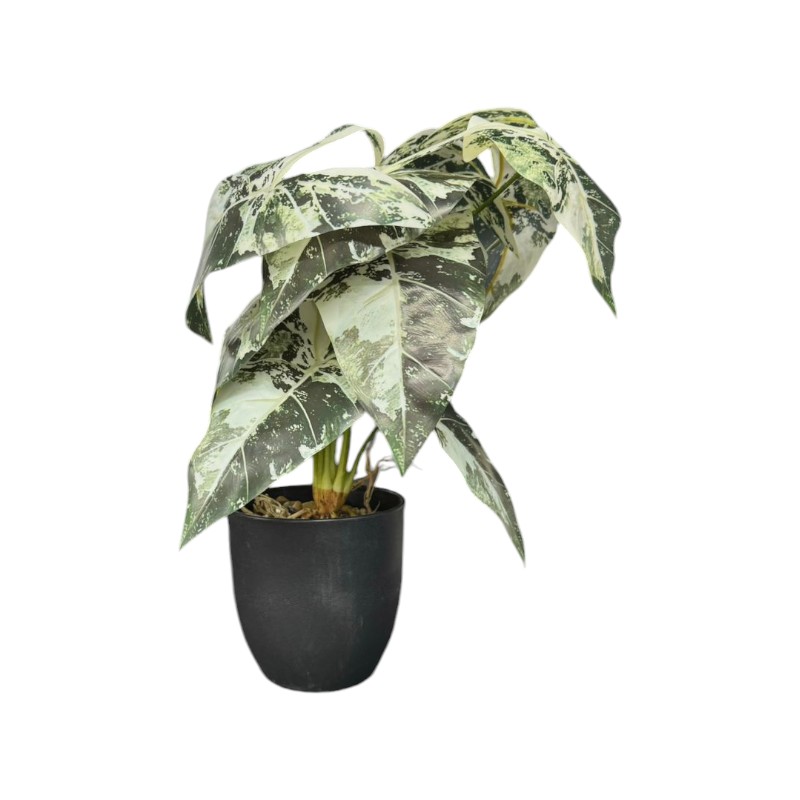 Fleur pot noir alocasia blanc vert et racines