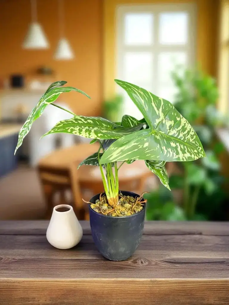 Fleur pot noir caladium et racines