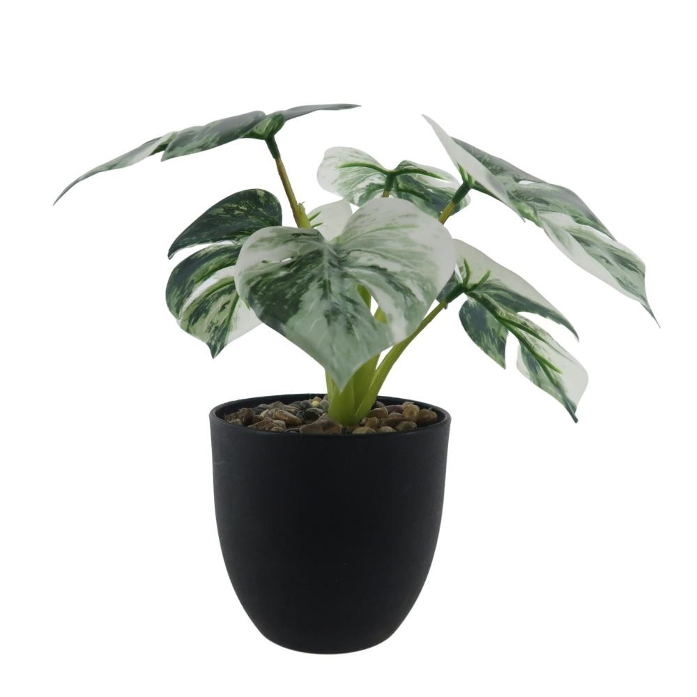Fleur pot noir monstera blanc
