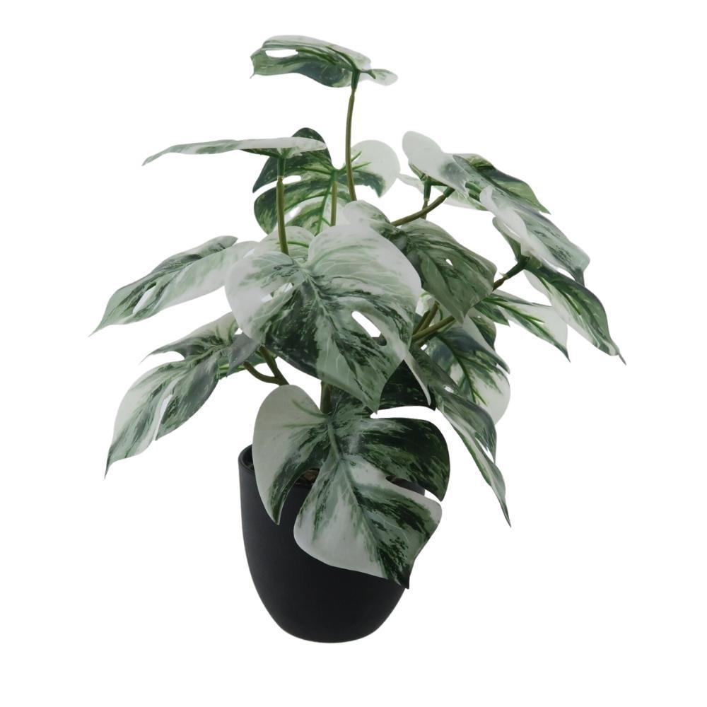 Fleur pot noir monstera blanc moyen