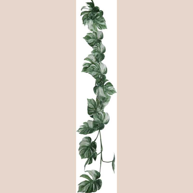 Fleur liane monstera blanc et racines