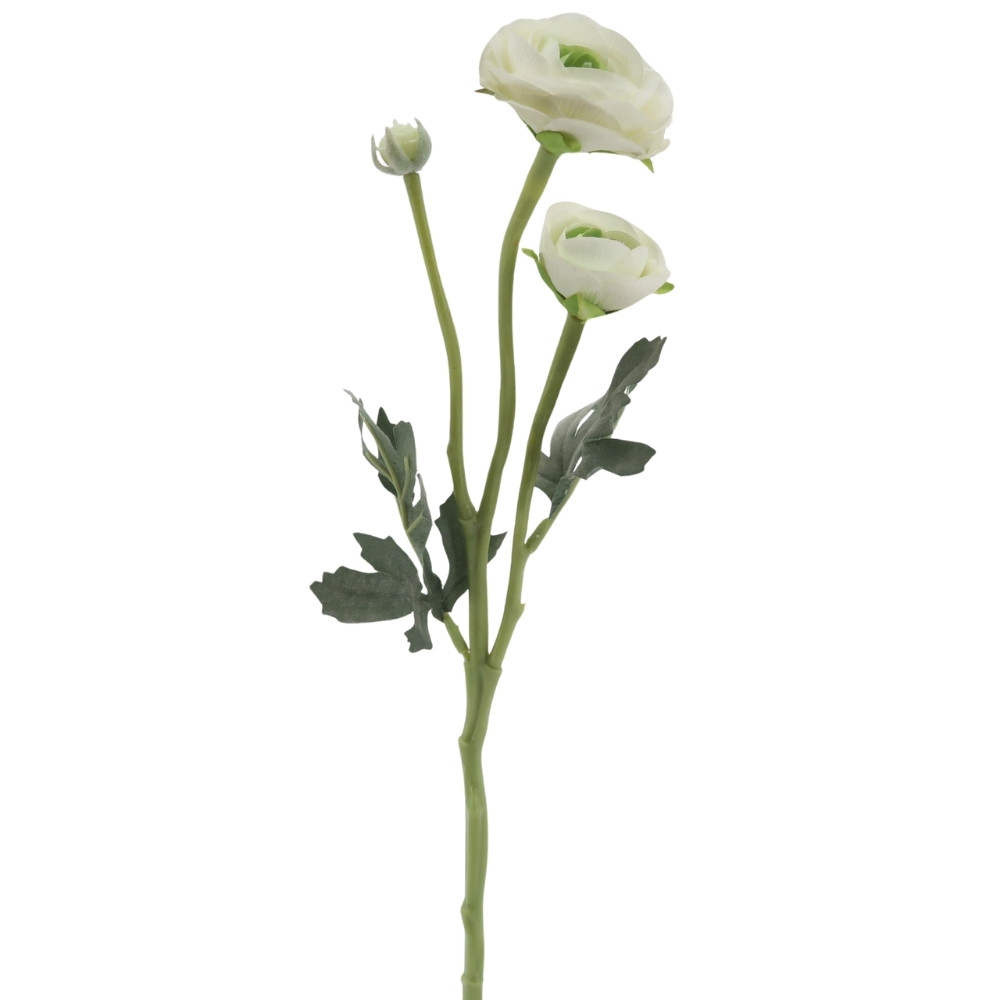 Fleur tige deux renoncules blanc