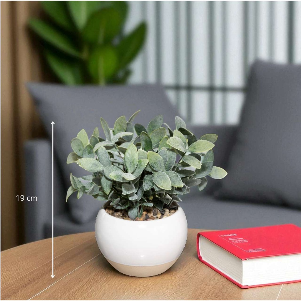 Eucalyptus pot pl cony h127 blanc