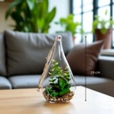 Terranium plante ike h19 cm - modèle 2