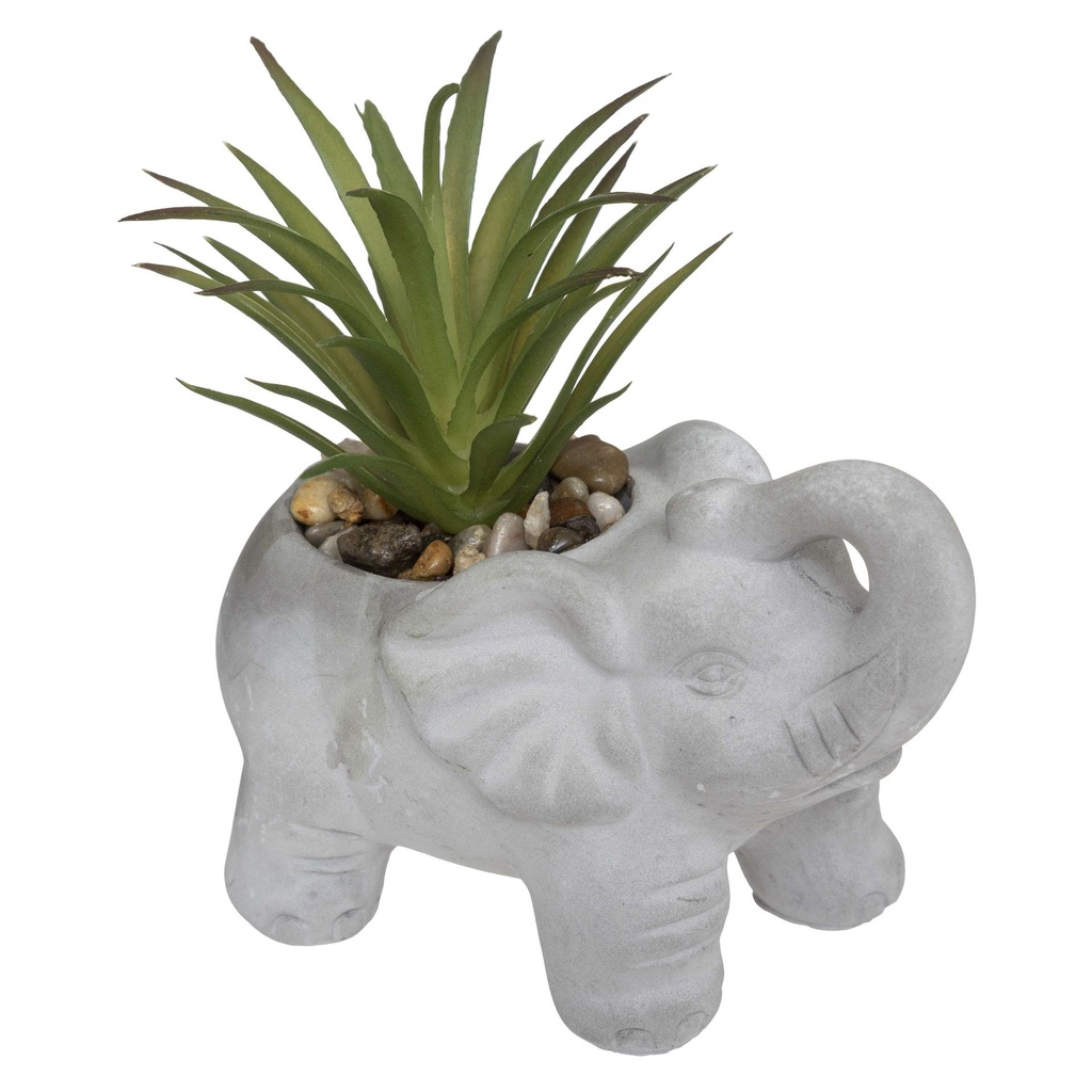 Plante éléphant gris h22 modèle 6