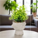 Plante g cim dusty h22 gris