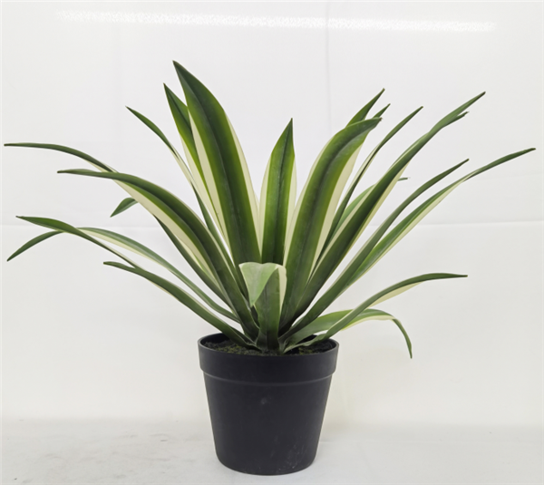 Petite plante - 699