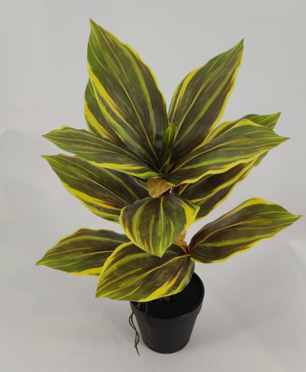 Petite plante - 682