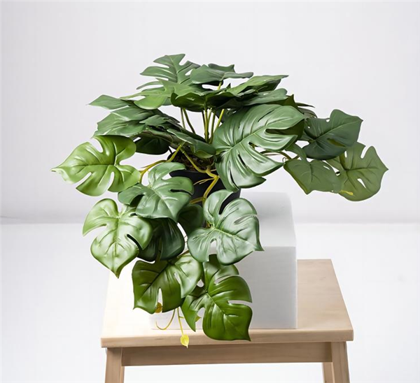 Petite plante - 668