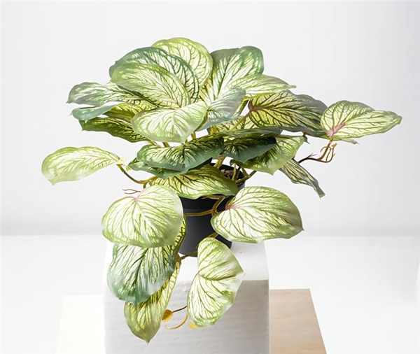Petite plante - 651