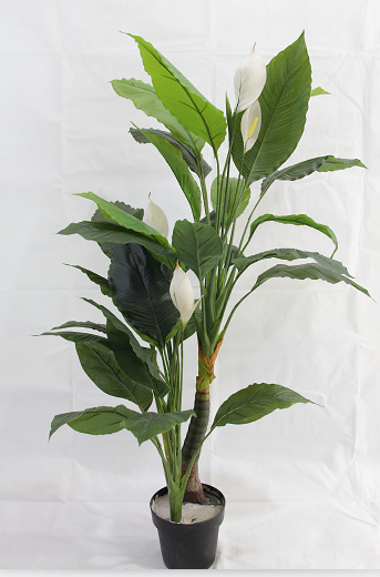 Plante - 576