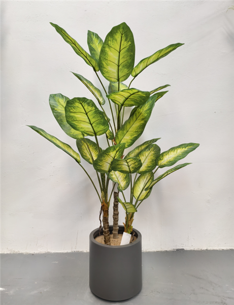 Plante Evergreen - 552