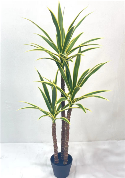 Plante Clivia - 538
