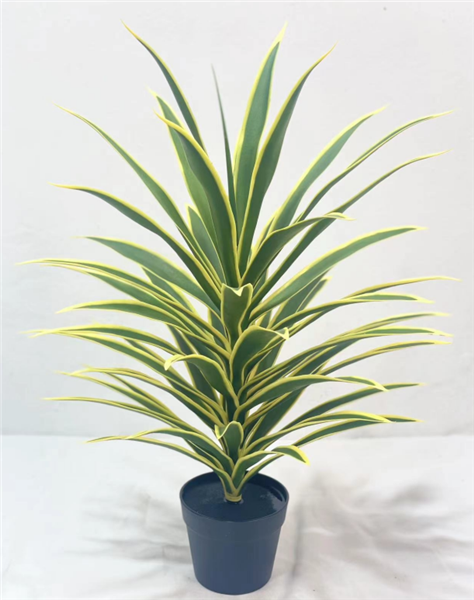 Plante Clivia - 521