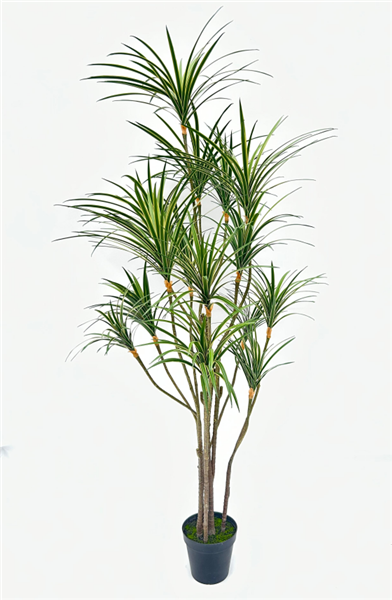 Plante Sago cycad - 439