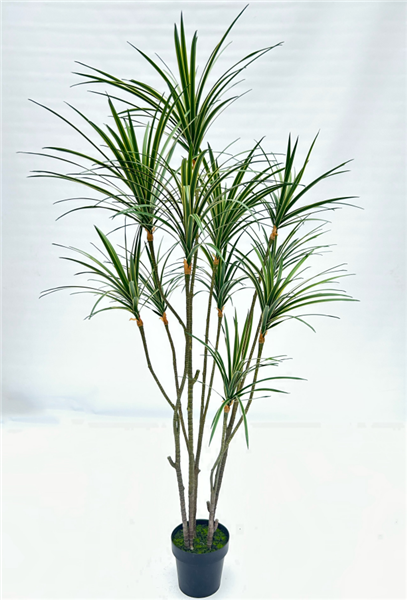 Plante Sago cycad - 422