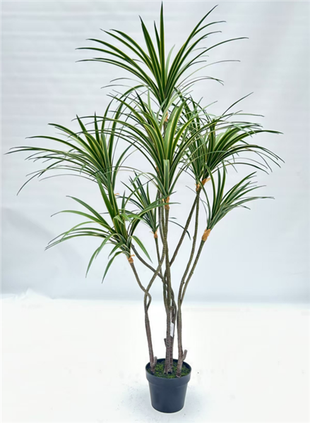 Plante Sago cycad - 415