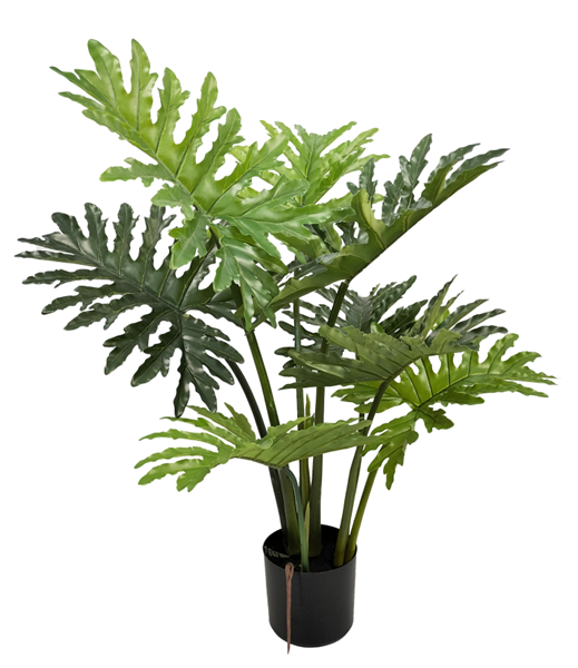 Plante Philodendron à feuilles divisées - 408