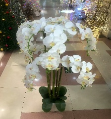 Plante en pot - modèle 'XSJ-2'