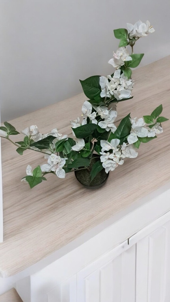Bougainvilliers h76 blanc