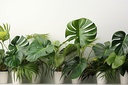 Plantes en pot