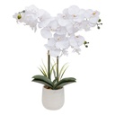 Orchidée pot céramque riva h60