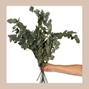 Eucalyptus sur tige naturel preserven:pres