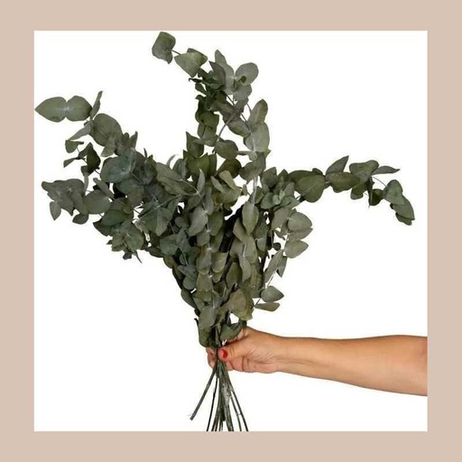 Eucalyptus sur tige naturel preserven:pres