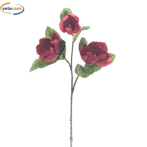 Magnolia x 3 cereza