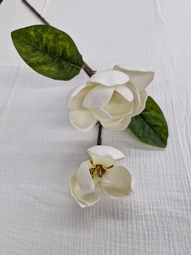 Magnolia  crema