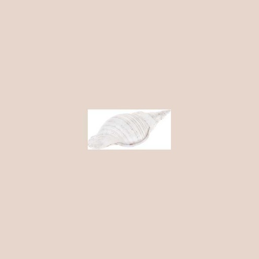 Coquille