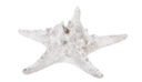 Etoile de mer 