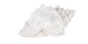 Coquille de mer