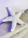 Animal de mer blanc - étoile