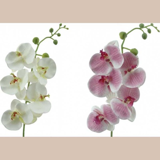 Phalenopsis 82cms verde