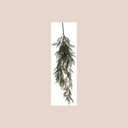 Plante pendantes 1