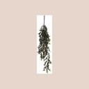 Plante pendantes 2